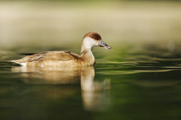 Netta rufina, Red-crested Pochard female