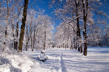 Snowy Warsaw park - 31437122