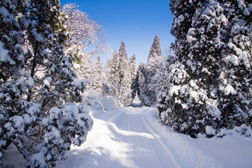 Snowy Warsaw park Lazienki,  during winter - 31437143