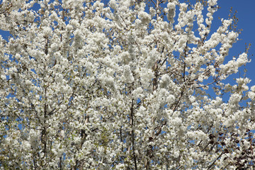 Kirschblüte Frühling