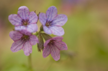 Pulmonaria obscura