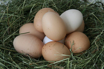 Hühnereier