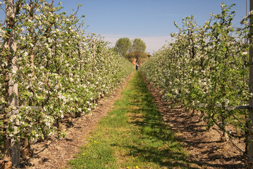 Fototapeta na wymiar rzędy drzew jabłoni w rozkwicie
