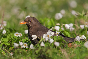 Amsel