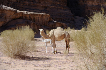 Female camel and kid in the Wadi Rum desert. Jordan