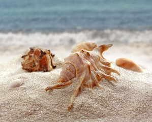shell on beach