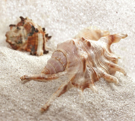 shell on beach