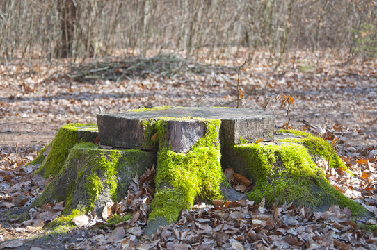 Baumstumpf