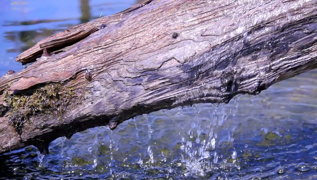 video baumstamm mit fliessendem wasser I