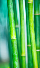 Fototapeta na wymiar zen bambusa