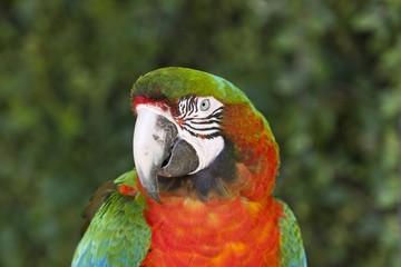 perroquet © Marchal Jérémy