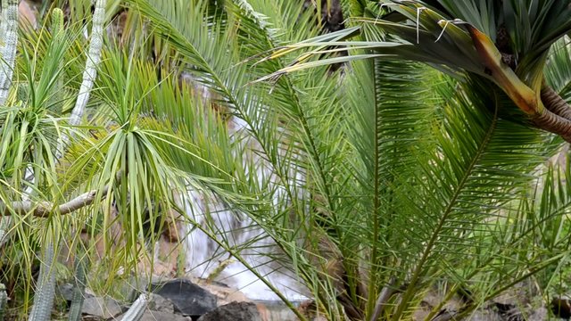Wasserfall im Dschungel