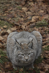Luchs ( Lynx lynx )