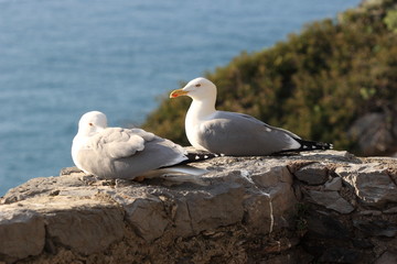 gabbiani