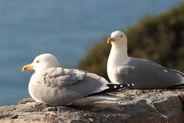 gabbiani