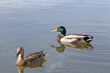 two ducks on water 2
