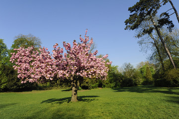 prunus japonais ou cerisier du japon