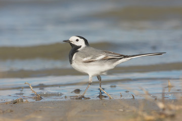 White Wagtail (Motacilla alba) on the shore