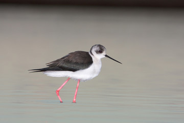 water bird - black winged stilt (Himantopus himantopus)