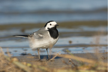 White Wagtail (Motacilla alba) on the shore