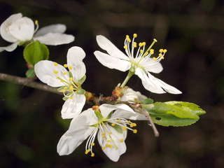 Weisse Kirschblüte am Abend