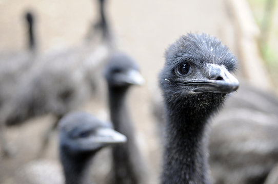 Emu Farm, Washington State