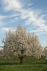 Fototapeta premium Kirschbaumblüte in Wiesbaden-Frauenstein/Deutschland