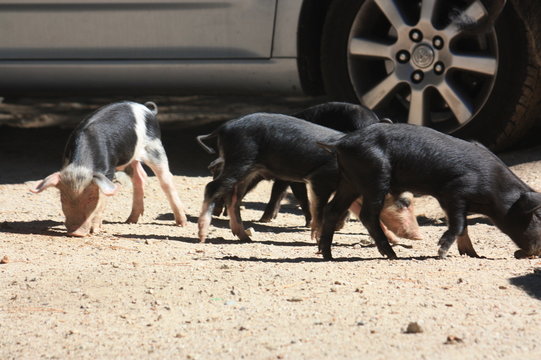 Cochons