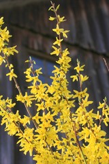 Forsythienblüte im Bauerngarten