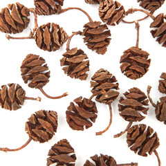 redwood cones