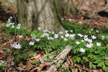 Anemone