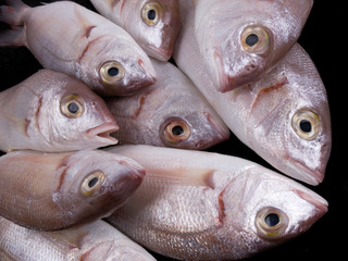 Pagelli del mediterraneo