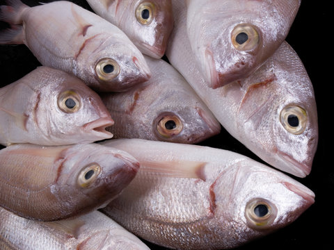 Pagelli del mediterraneo