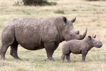 Obraz premium Femelle et jeune rhinocéros