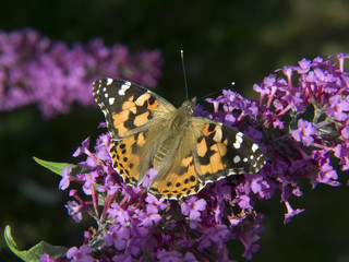 Distelfalter - Painted lady