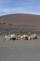 Camels at Timanfaya national park in Lanzarote