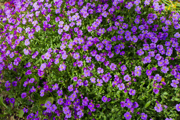 Obraz premium Aubrieta, Blaukissen