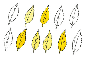 Leaves for coloring