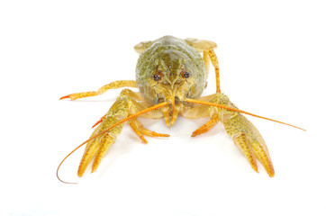 crawfish