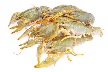 crawfish