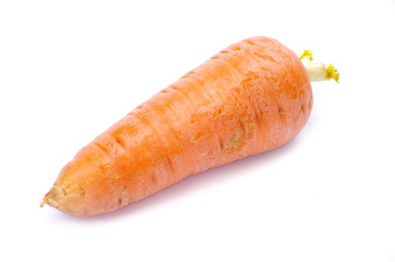 carrot