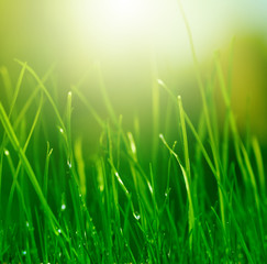 soft green grass background