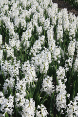 White hyacints on a field