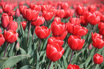 Red tulips on a field