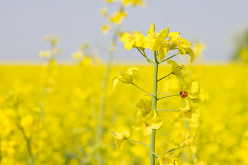 coccinelle et colza