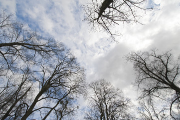 Naked tree and sky