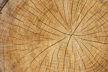 Close-up wooden cut texture