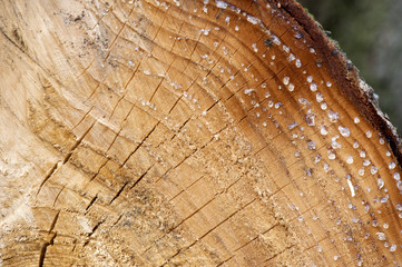 Wooden texture close-up