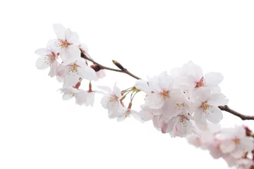 Fleecedeken met foto Cherry blossom © haru