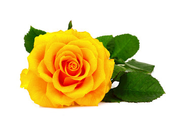 Yellow rose closeup isolated on white